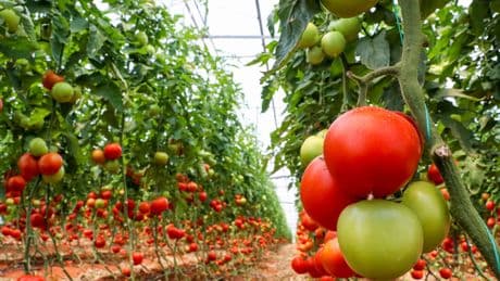 En Bretagne, la culture de tomate suit la tendance européenne de la serre chauffée