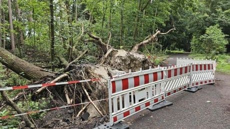 Nach schweren Sturmschäden am Müggelsee: So reagieren die Forsten