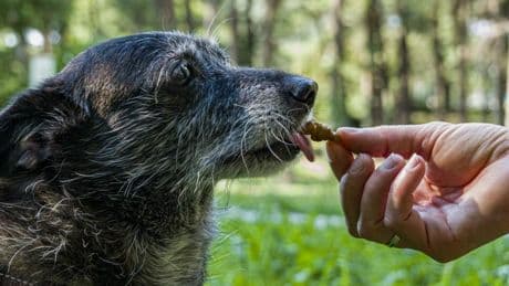El snack natural, sano y fácil de comer perfecto para perros sénior: “Yo se lo di a mi perra hasta sus 16 años”