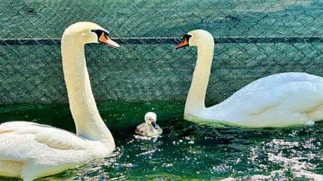 Kuğulu Park'ta 15 yıl aradan sonra ilk beyaz kuğu yavrusu! Adı, vatandaşların oylarıyla belirlendi