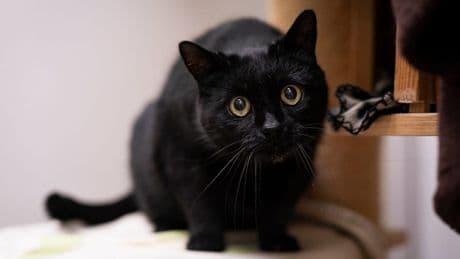 Tierheim Nürnberg: Katzen Ken und Tinkerbelle suchen Palliativplatz