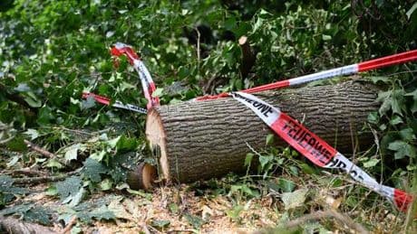 Klimakrise: Warum Dürre-geplagte Wälder Stürmen schwerer trotzen können