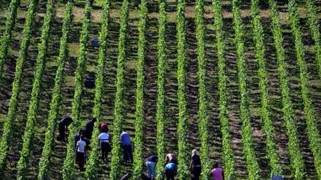 Plus de 150 vendangeurs bulgares et polonais entassés dans 2 petits hôtels: une enquête ouverte pour "travail dissimulé" et "habitat indigne" en Champagne