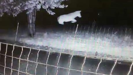 Gelderland wil wolf doden die over rasters sprong en schapen pakte in Barneveld