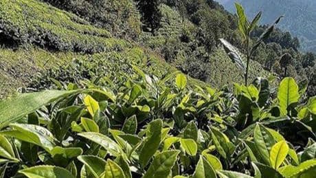 ÇAYKUR'un ikinci sürgün yaş çay alımı 91 bin tona ulaştı