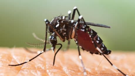 Auvergne-Rhône-Alpes : 63 cas de chikungunya recensés, la crainte d’une épidémie dans la région
