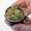 Neues Cannabis-Gesetz: Cannabis-Club startet mit Ausgabe in Oranienburg