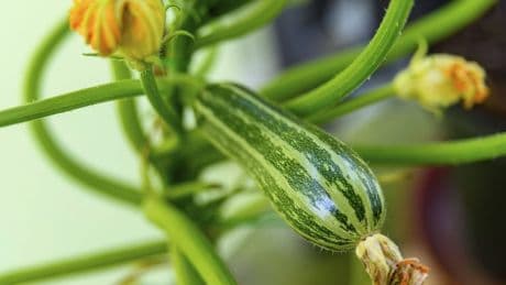 Zucchini-Schädlinge erkennen und bekämpfen: So schützen Sie Ihre Pflanzen