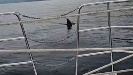 Gigant in der Adria - Riesenhai vor Kroatien