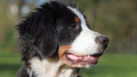 Tierheim Wunstorf: Berner Sennehund Jack sucht ruhiges Zuhause