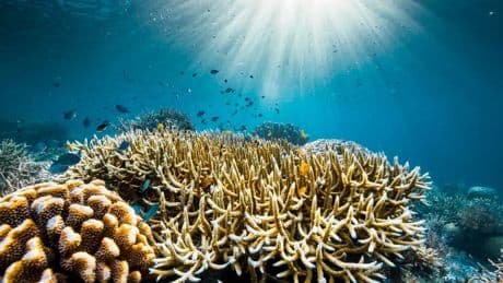 Attenborough’s ‘Ocean’ Delivers A Powerful Plea To Protect The Sea