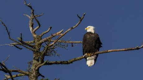 The twisted reason why the Trump administration claims to care about eagles