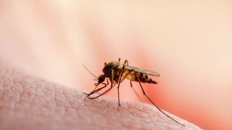 West Nile virus detected in UK mosquitoes for first time
