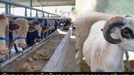 2025 Kurban Bayramı İçin Büyükbaş ve Küçükbaş Kurbanlık Fiyatları Ne Kadar?