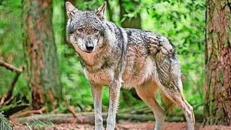 Provincie Utrecht wil probleemwolf Bram afschieten na bijtincident Den Treek