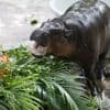 KIJK. Duizenden fans vieren verjaardag van nijlpaard Moo Deng in Thaise zoo