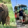 Bizontweeling ziet levenslicht in Nijlen... en da’s echt bijzonder: “In de natuur wordt de zwakste meestal verstoten”