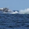 Commuter traffic stops for whales on Australia's humpback highway
