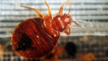 Major Brit holiday airport fumigated after infestation of BEDBUGS with passengers & airline staff reporting itchy bites