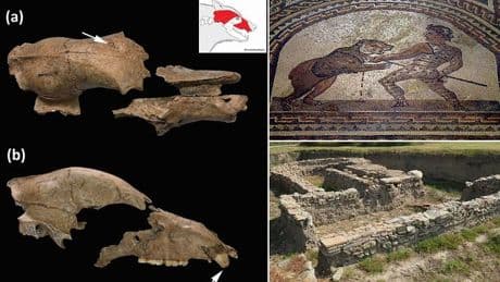 Roman Gladiators fought BEARS in the arena, fossil evidence reveals for the first time
