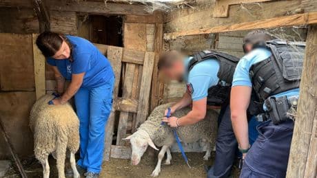 Aïd-el-Kébir : face aux abattages clandestins, la traque des bouchers de l’ombre
