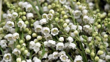 Muguet du 1er mai: qui a le droit d'en vendre et quelles sont les règles à respecter?