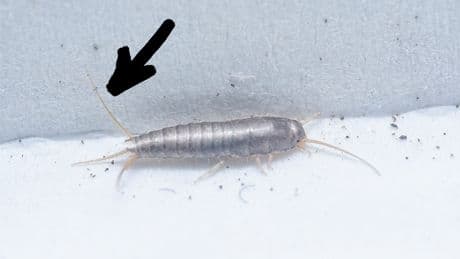Silber- oder Papierfischchen: Darum sollten Sie den Unterschied kennen