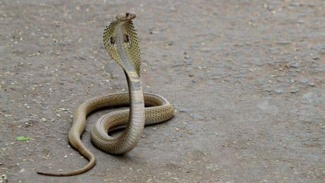 Peuter (2) overleeft beet van giftige cobra door slang dood te bijten