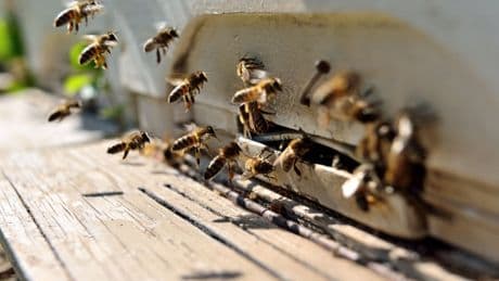 « Une excellente nouvelle pour la santé publique et l’environnement » : la gauche célèbre la censure du pesticide tueur d’abeille