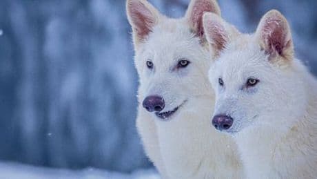 Schattenwolf: Haben Forschende wirklich den Dire Wolf wiederbelebt?