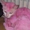 KIJK. Braziliaanse vrouw verft, onder invloed, kitten knalroze met giftige houtlak