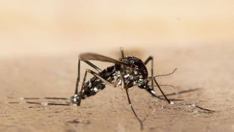 Krankheiten: Chikungunya breitet sich in China aus - WHO warnt global