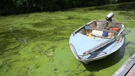Public warned to avoid Benone Beach after 'potentially toxic' algae found