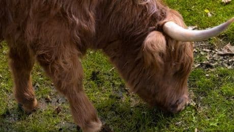 La vaca Highland Cattle en los Pirineos