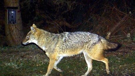 Tierschützer stoppen Jagd auf Goldschakal auf Sylt