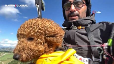 Toby isimli köpek paraşütle atlayıp 330 metrede uçuş deneyimi yaşadı