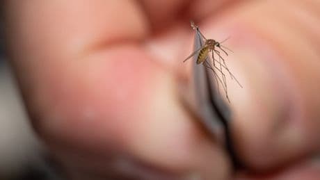 Mosquitoes are bringing West Nile virus to major US metros. Here’s how to fend them off