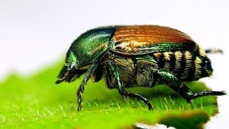 Dieser Käfer könnte hunderte Millionen Euro Schaden anrichten