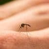 Le virus flambe dans plusieurs pays : et si la prochaine pandémie était portée par le moustique ?