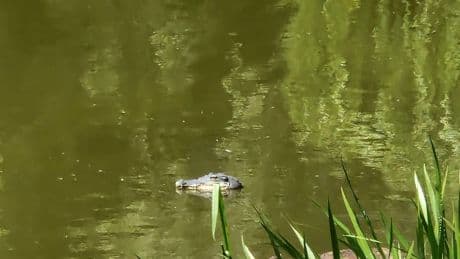 THW rückte an: Falscher Alligator sorgt für Aufsehen an Berliner Teich