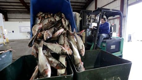Trump administration promises Illinois it will pay to keep carp out of the Great Lakes