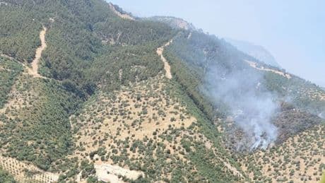 Manisa'da orman yangını