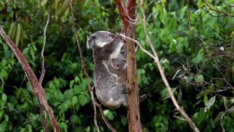 Australia approves vaccine to protect koalas from chlamydia