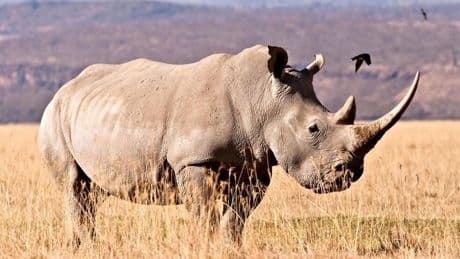 Çığır açıcı adım: 24 milyon yıllık fosillerden protein çıkarıldı
