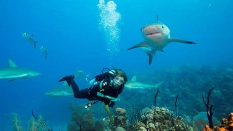 Sylvia Earle, la pionnière des profondeurs