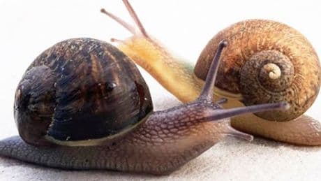 Schnecke mit linksgewundenem Gehäuse: Neuseeland sucht Liebespartner für Ned