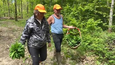 1er-Mai: dans l'Ain, ce couple de retraités vient chaque année en forêt cueillir du muguet pour le revendre