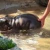 Ist das süß! - Dieses Hippo-Baby ist zum Knutschen