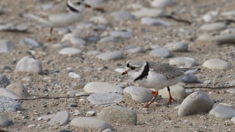 Environmental lawyers tell courtroom Ottawa’s protections for piping plovers flawed