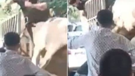 O anlar kamerada! Boğa kasabı boynuzlarıyla savurdu